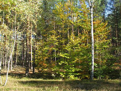 Siedziba Placówka Terenowa Lubsko